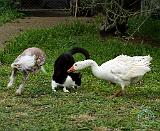 Goose and Cat and Dog 9P31D-67